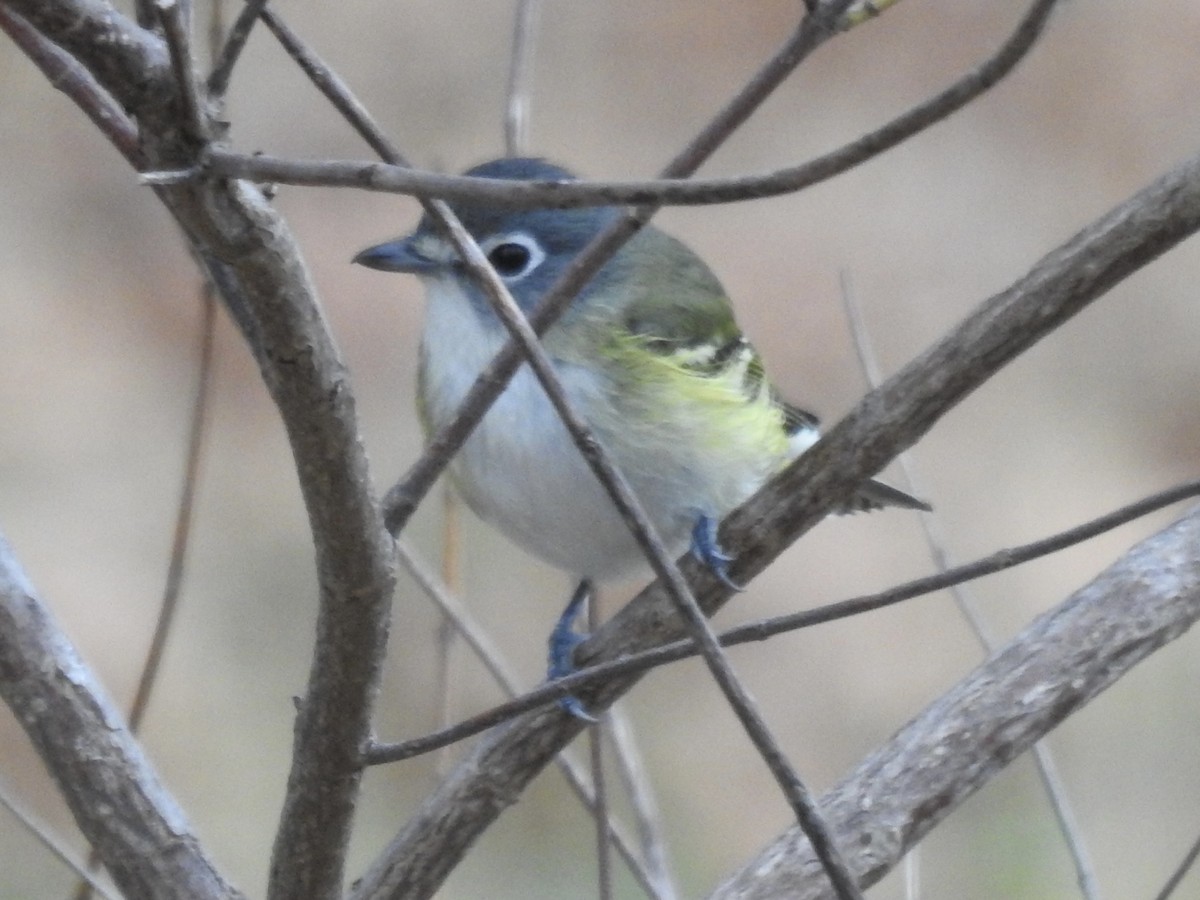 zelenáček brýlový - ML647857881