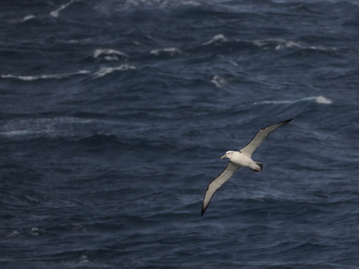 Альбатрос сірощокий - ML647857893