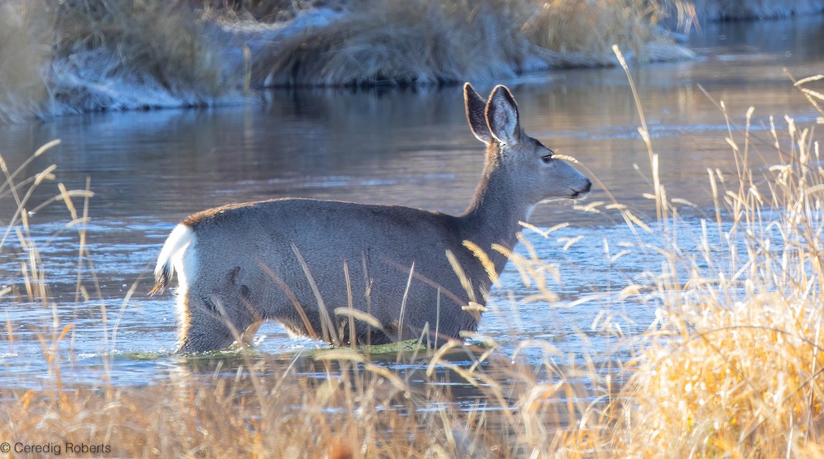 Mule Deer - ML647857899