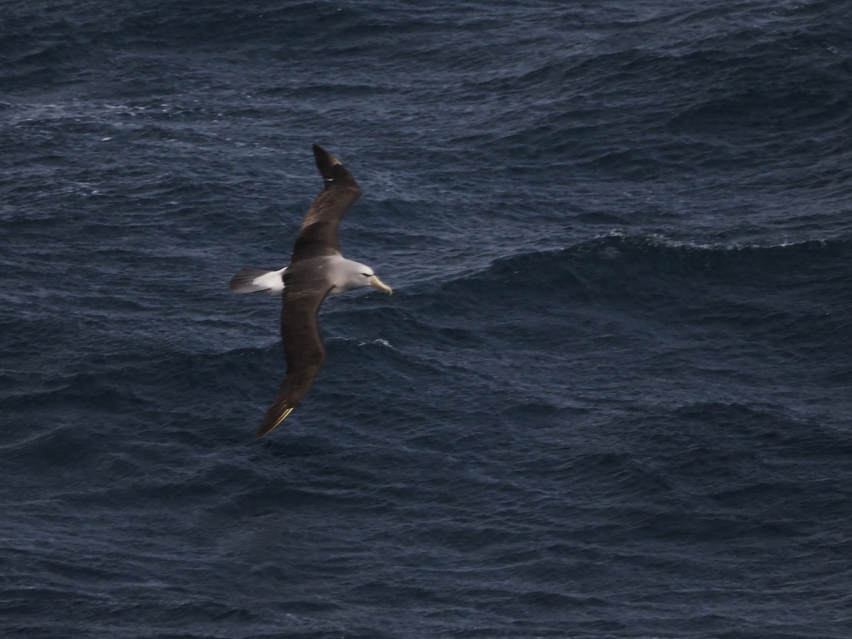 Альбатрос баунтійський - ML647857902