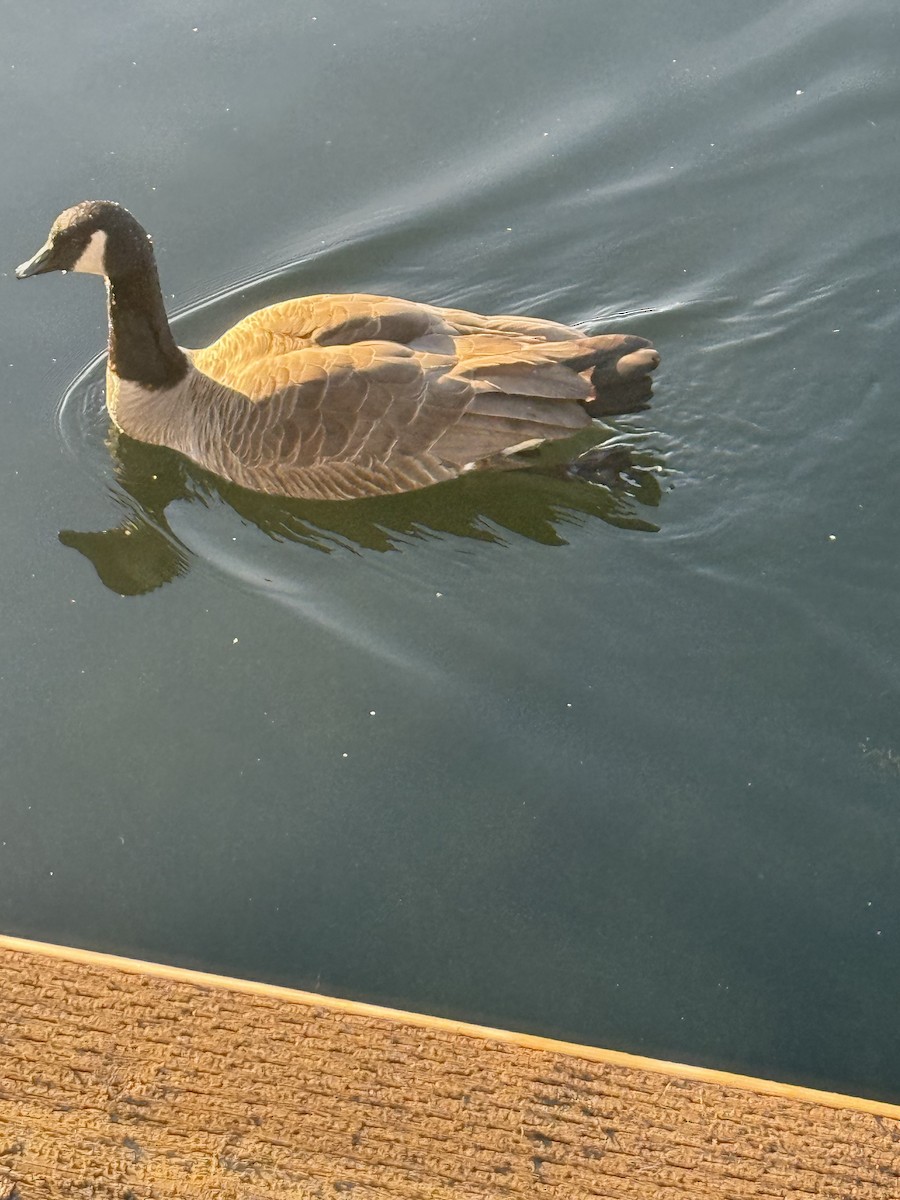 Казарка канадська - ML647857930