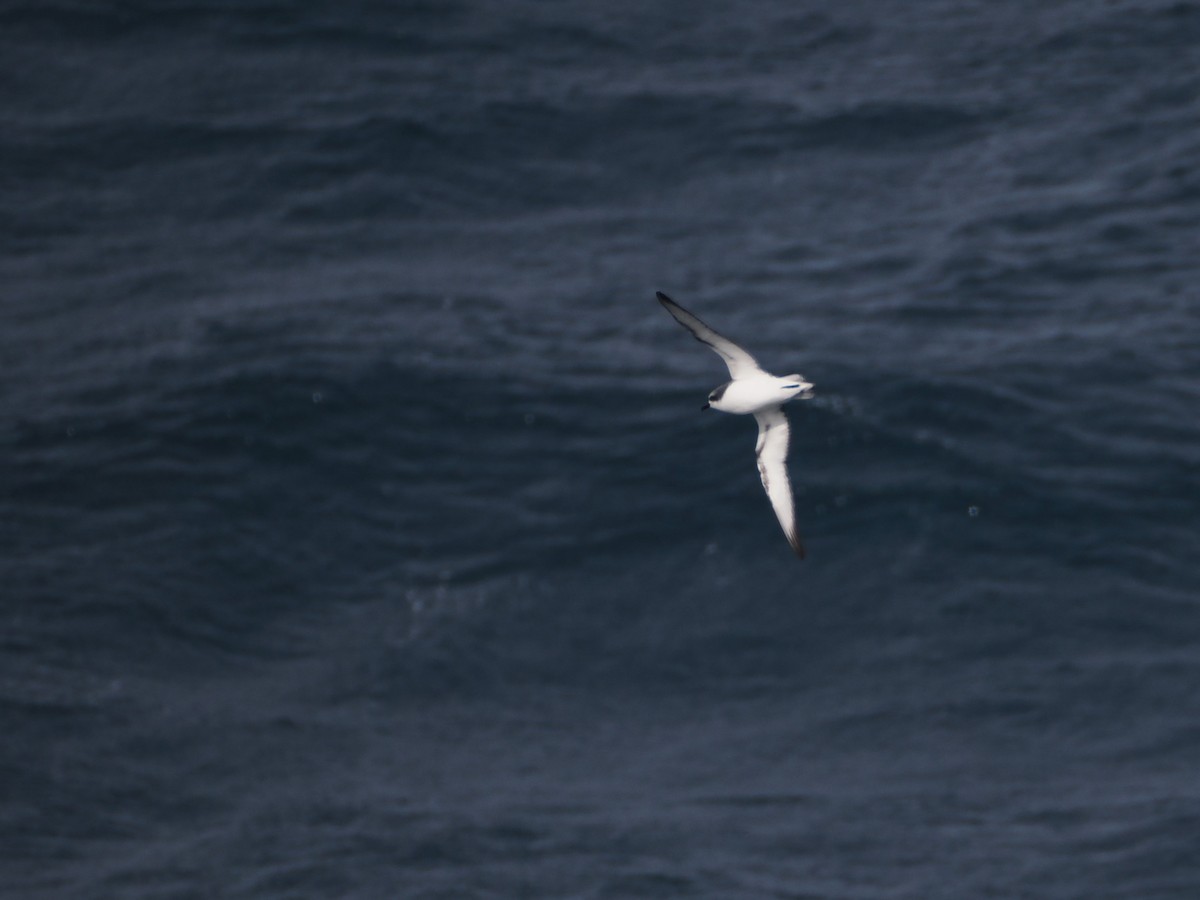 Тайфунник Кука - ML647857932