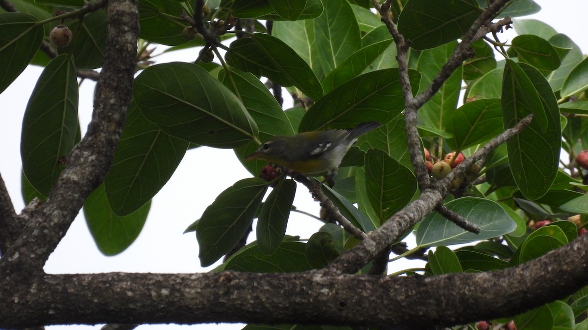 Northern Parula - ML647857935
