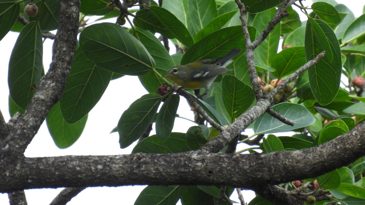 Northern Parula - ML647857936