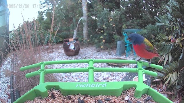 Скригнатка райдужна - ML647857937