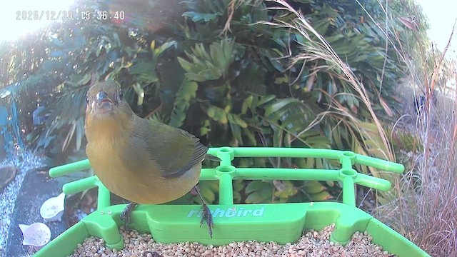 Скригнатка райдужна - ML647857938