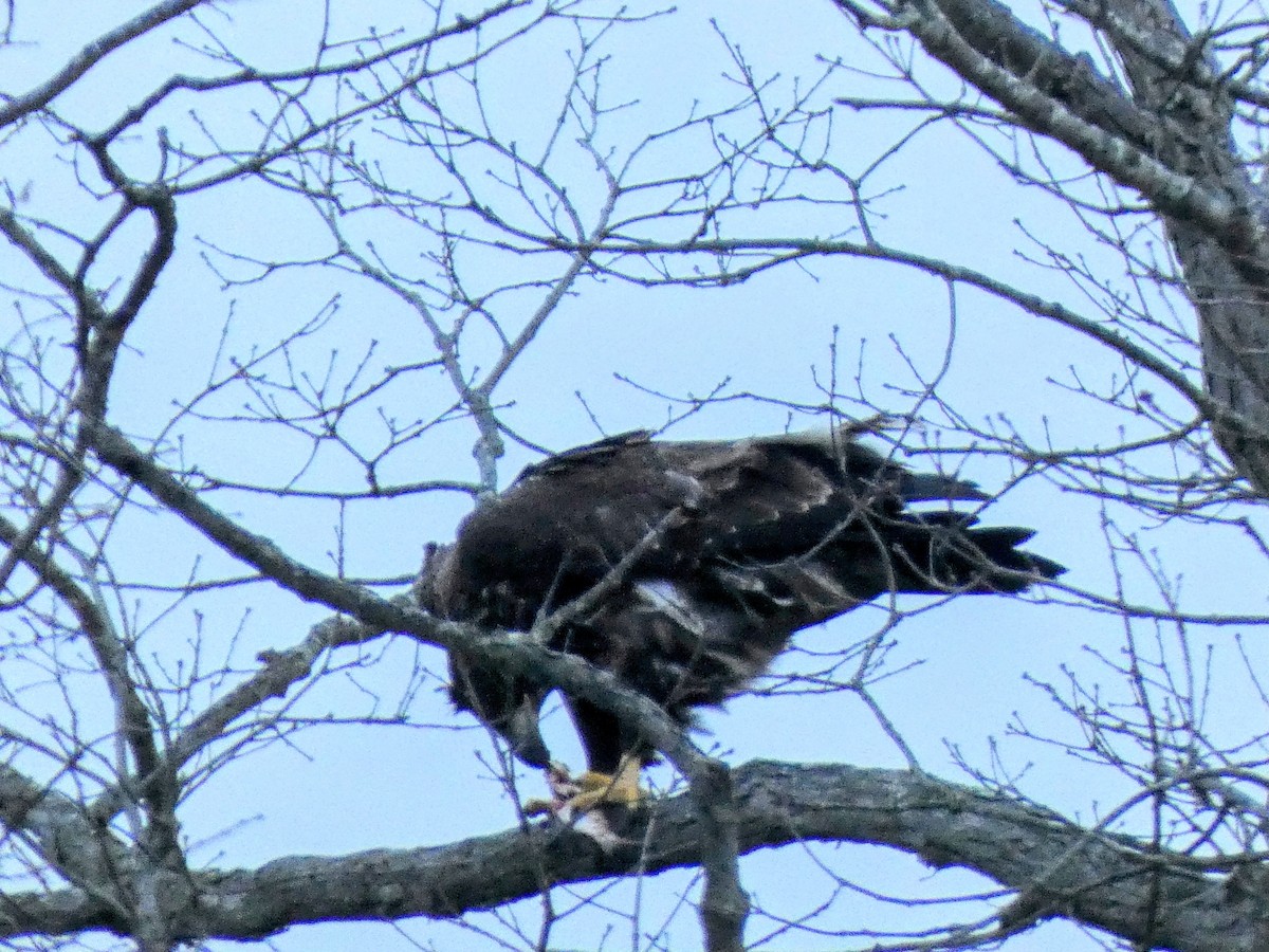 Pigargo Americano - ML647857955