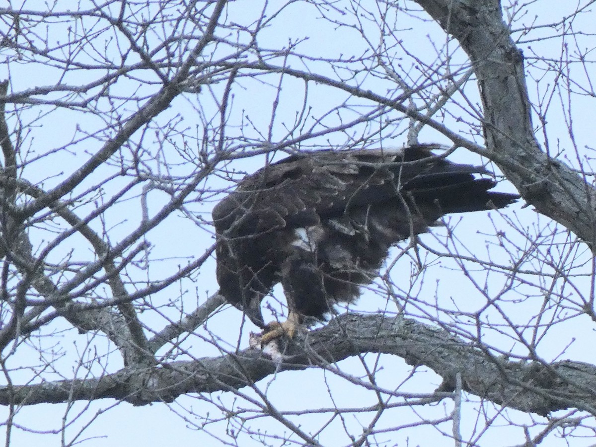 Pigargo Americano - ML647857956