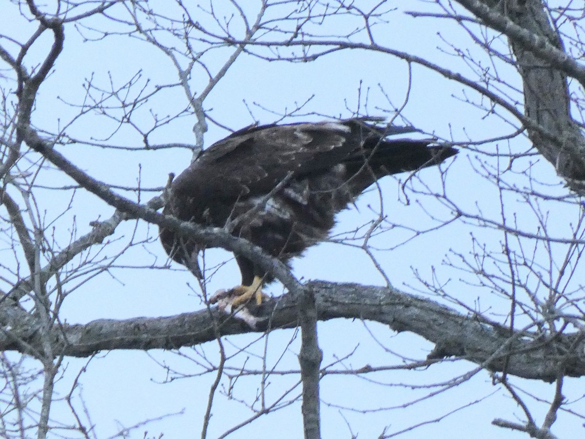 Pigargo Americano - ML647857957