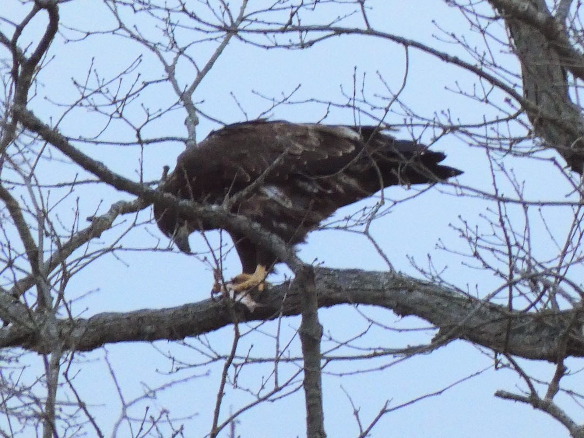 Pigargo Americano - ML647857958