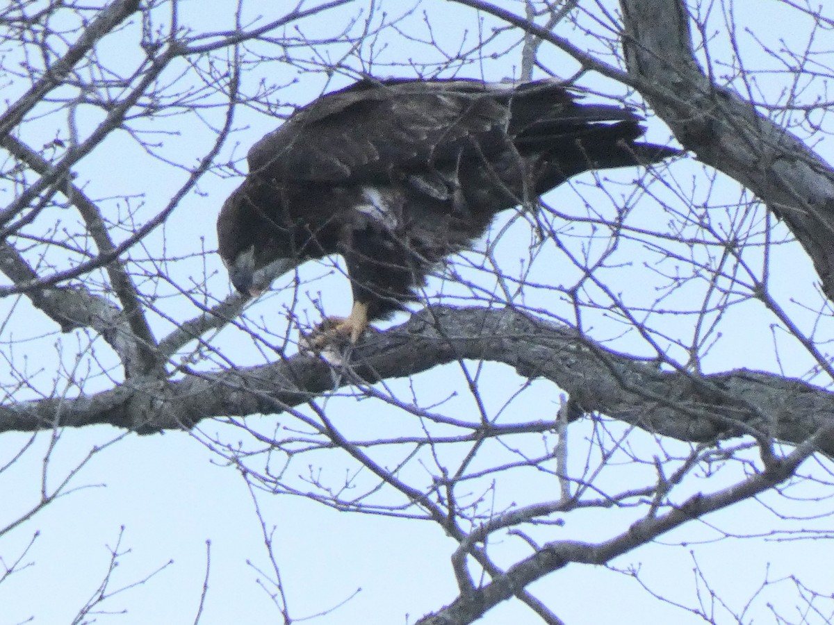 Pigargo Americano - ML647857959