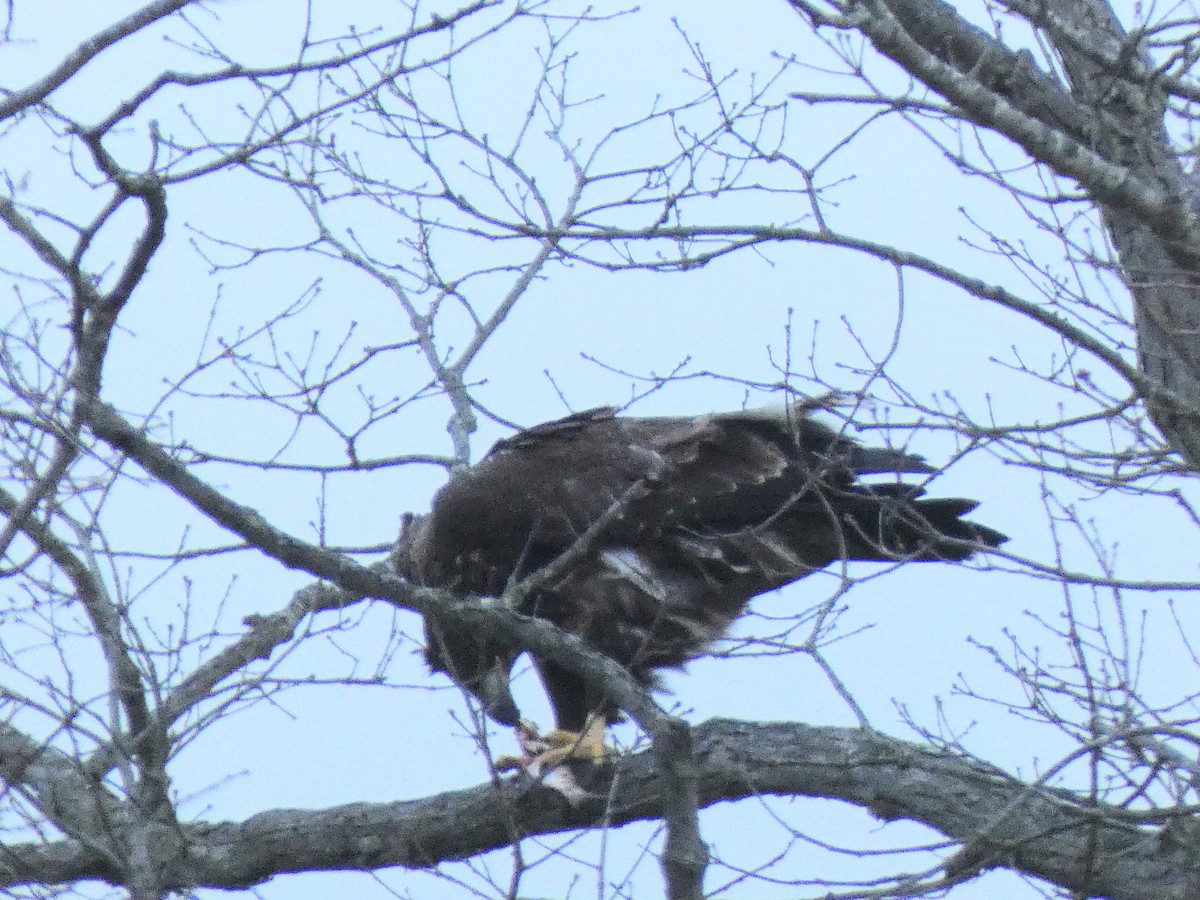 Pigargo Americano - ML647857960