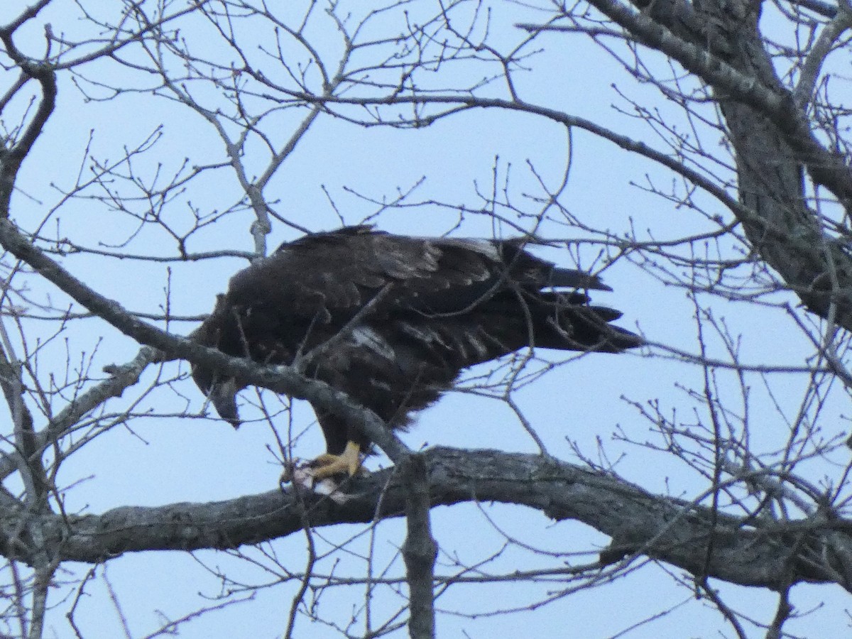 Pigargo Americano - ML647857961