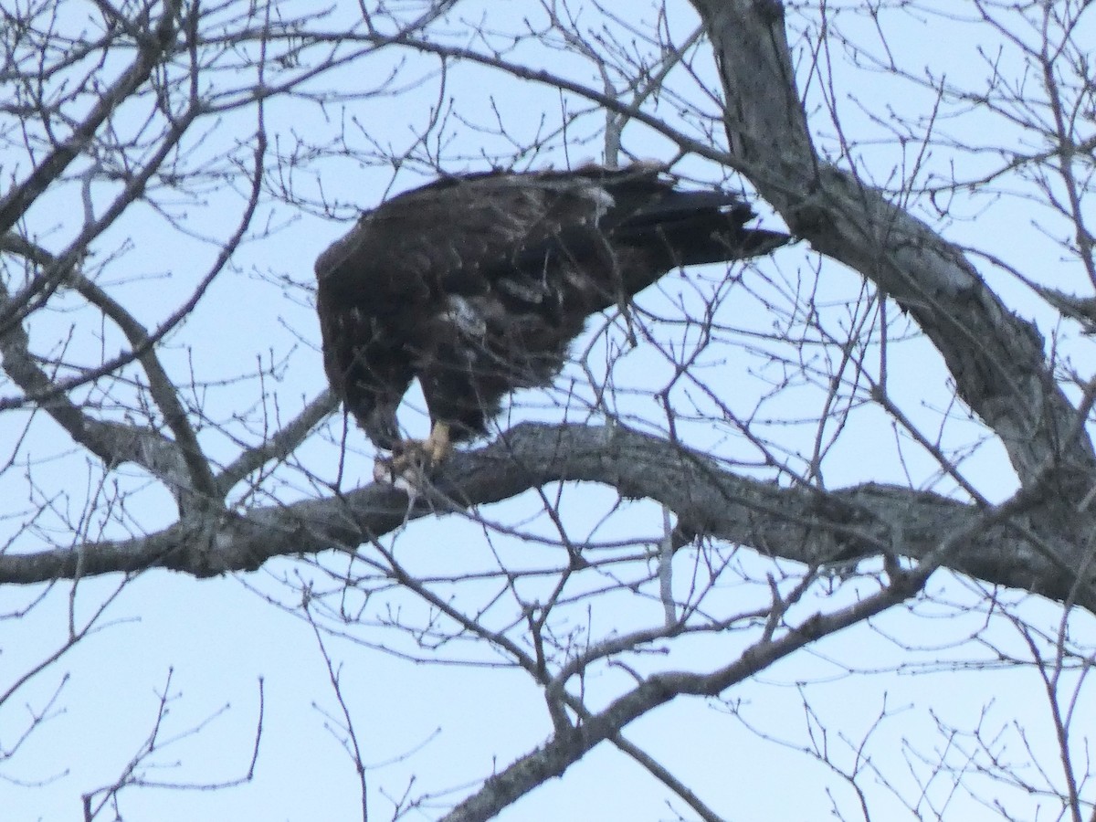 Pigargo Americano - ML647857962