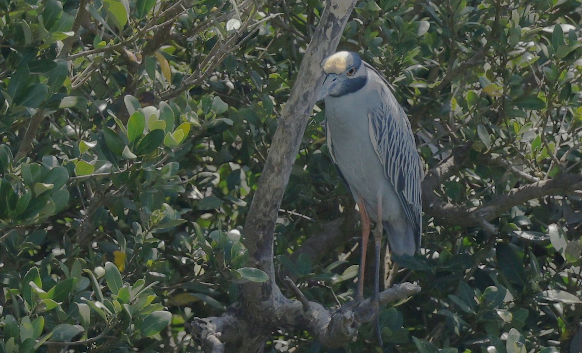 Sarı Tepeli Gece Balıkçılı - ML647857973