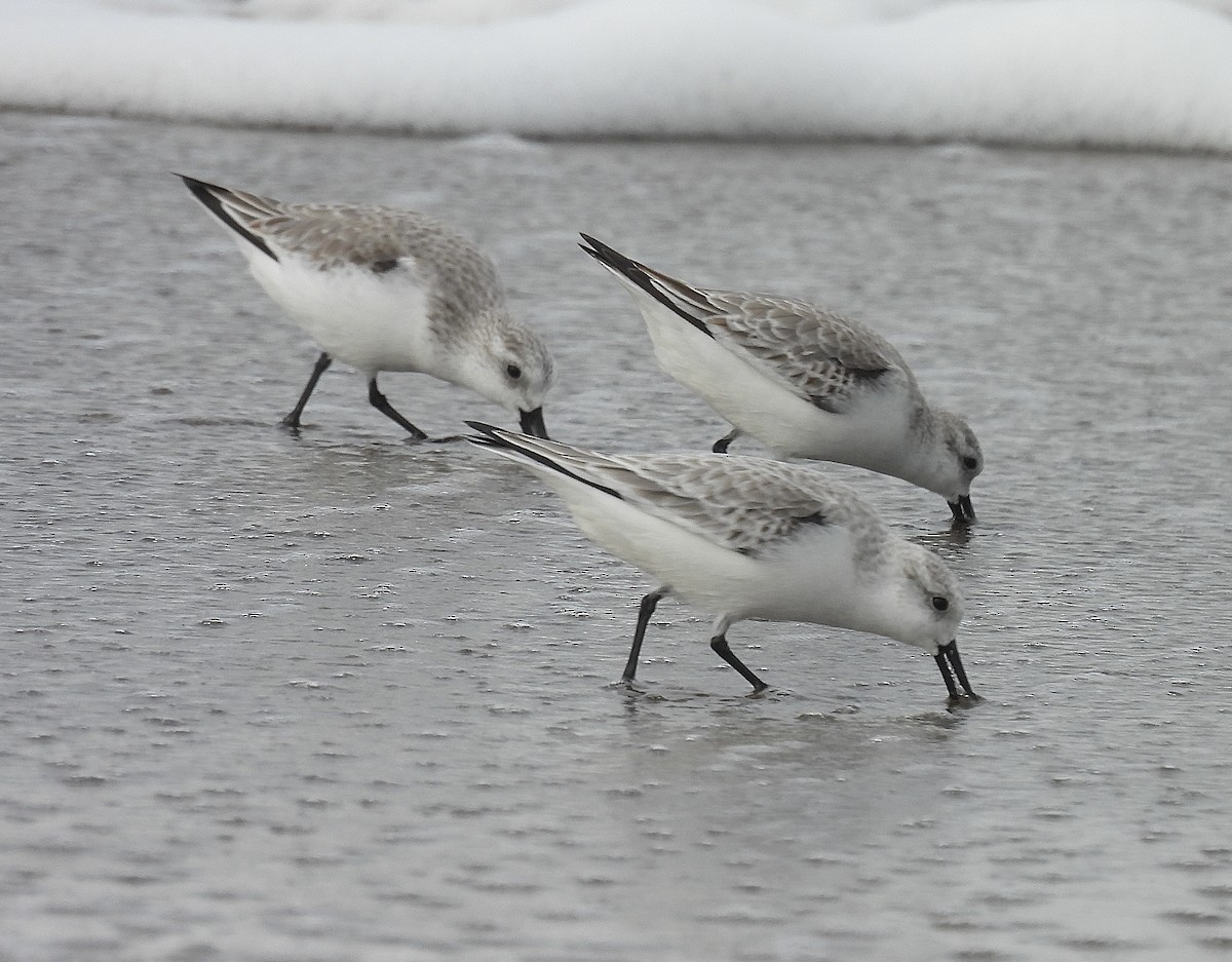 Sanderling - ML647857996