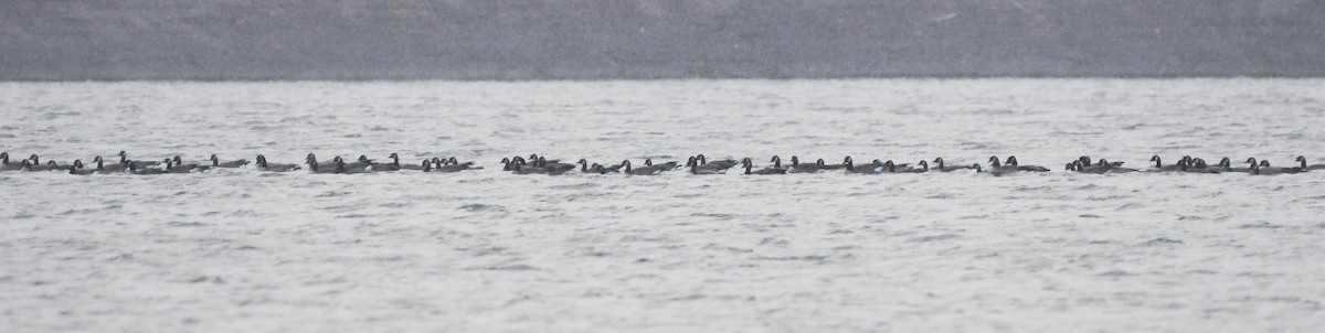 Казарка канадська - ML647858022