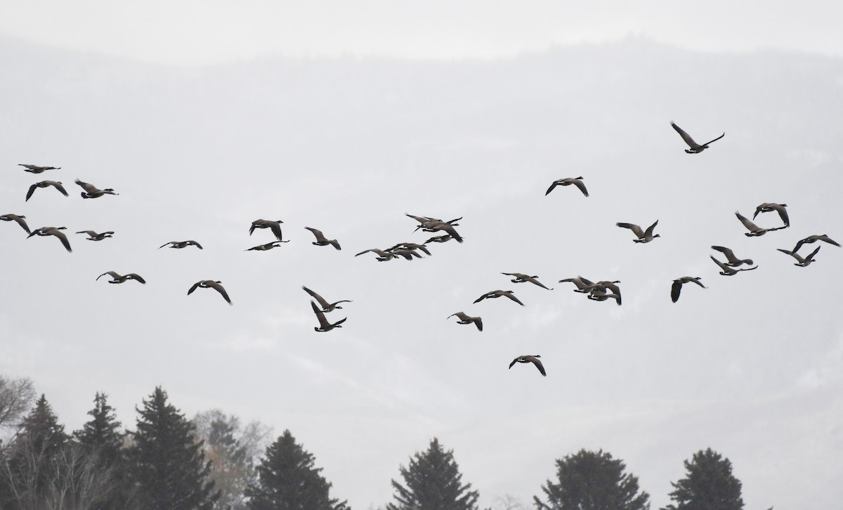 Казарка канадська - ML647858023