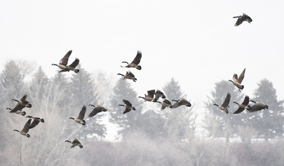 Казарка канадська - ML647858024