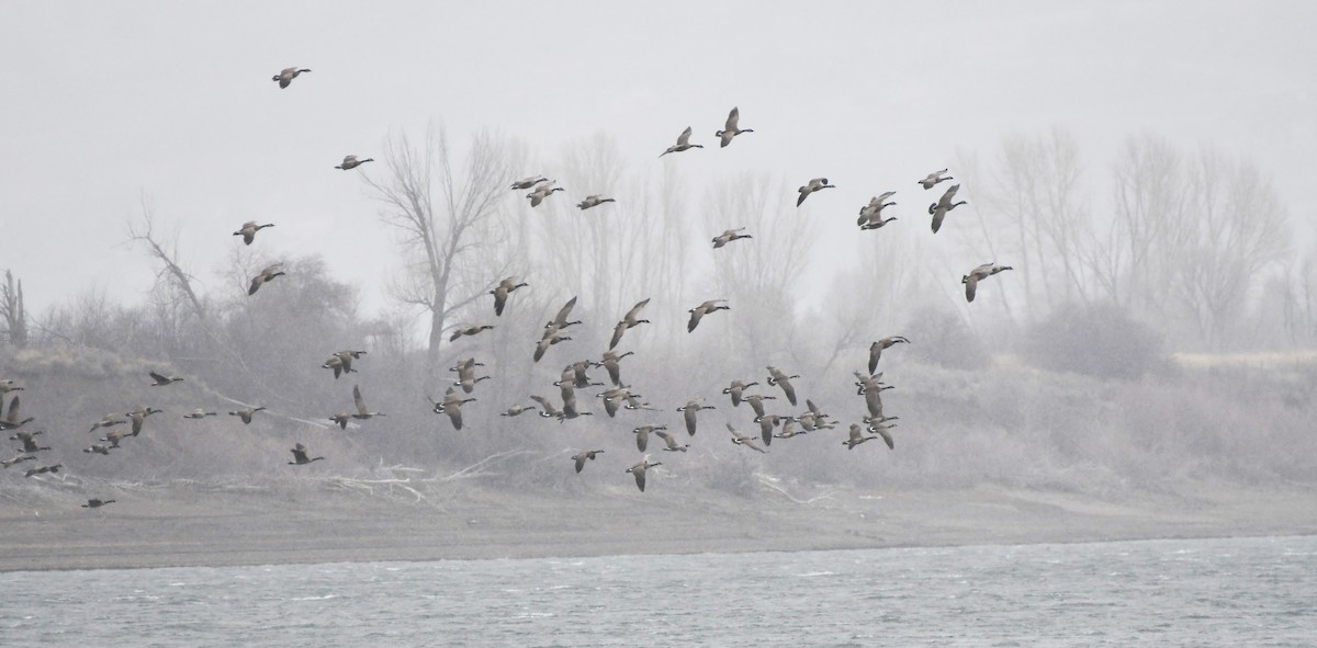 Казарка канадська - ML647858025