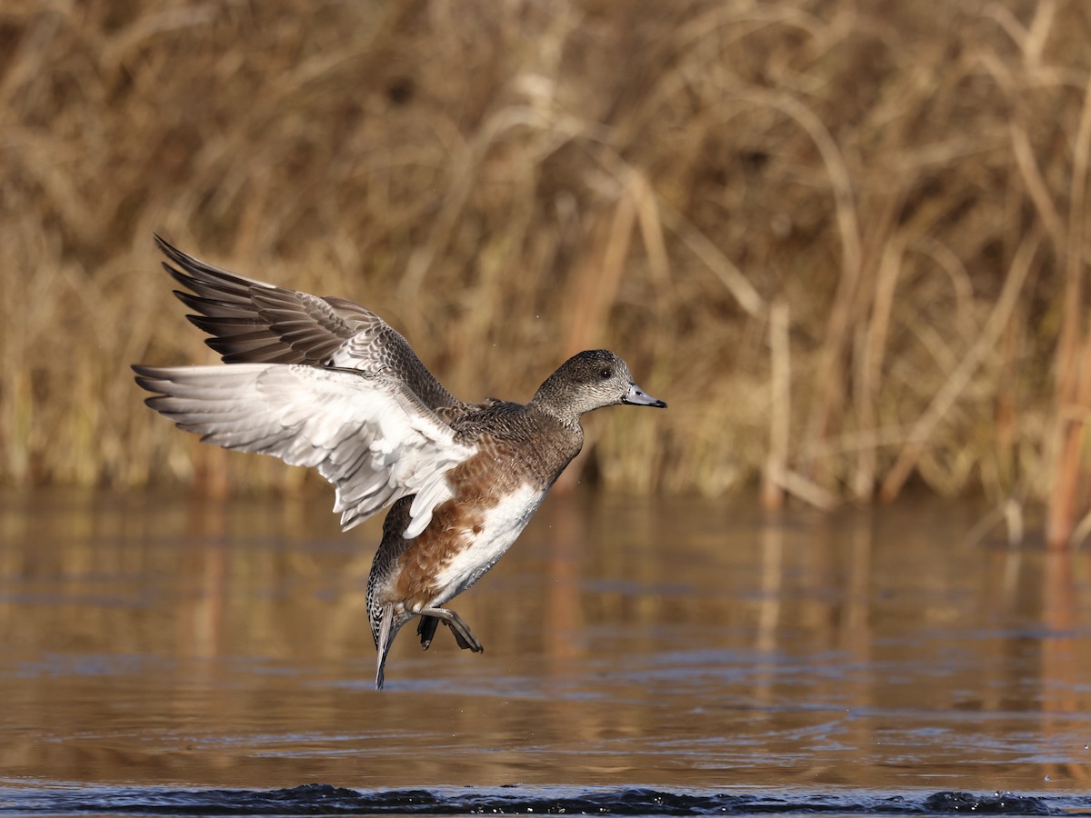 American Wigeon - ML647858036