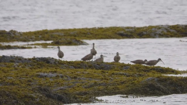 Кульон гудзонський - ML647858048