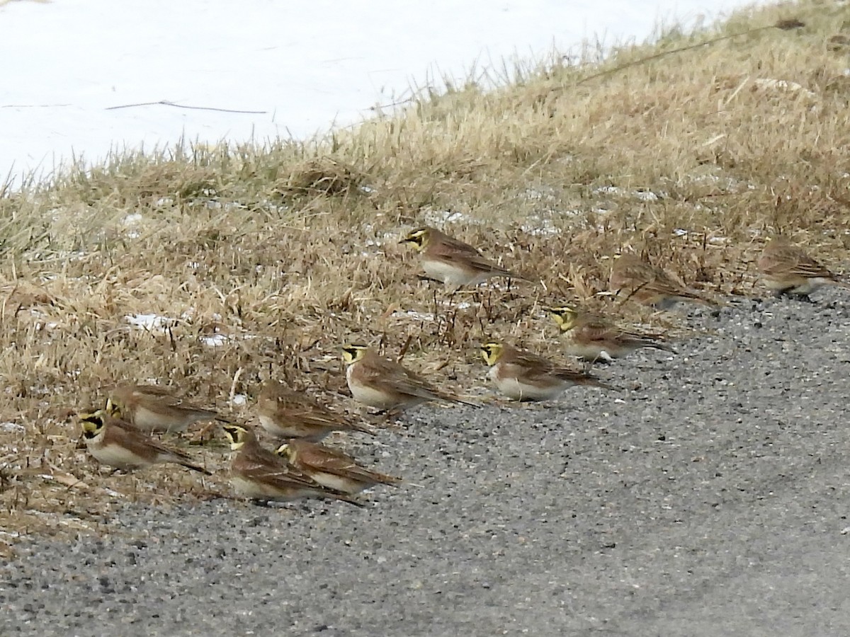 ハマヒバリ - ML647858052