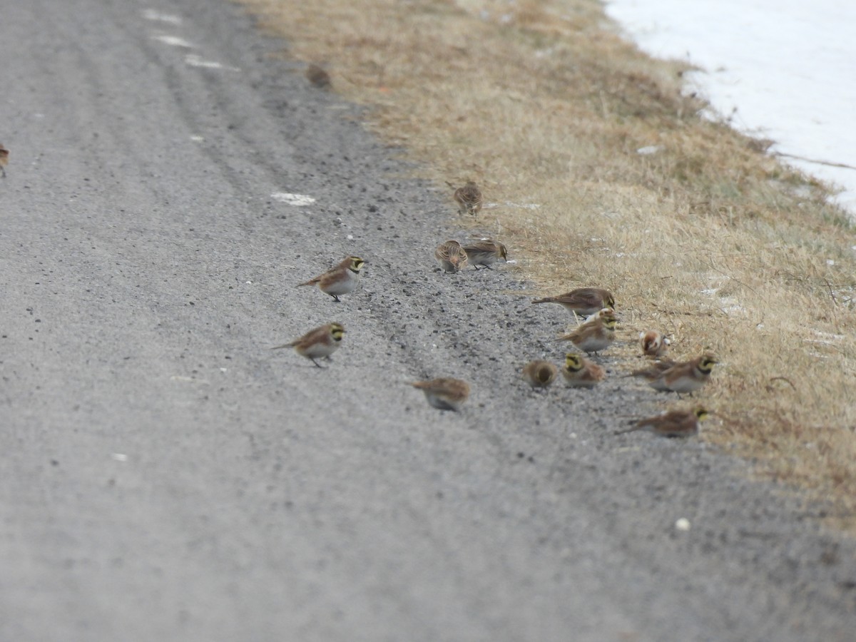 ハマヒバリ - ML647858053