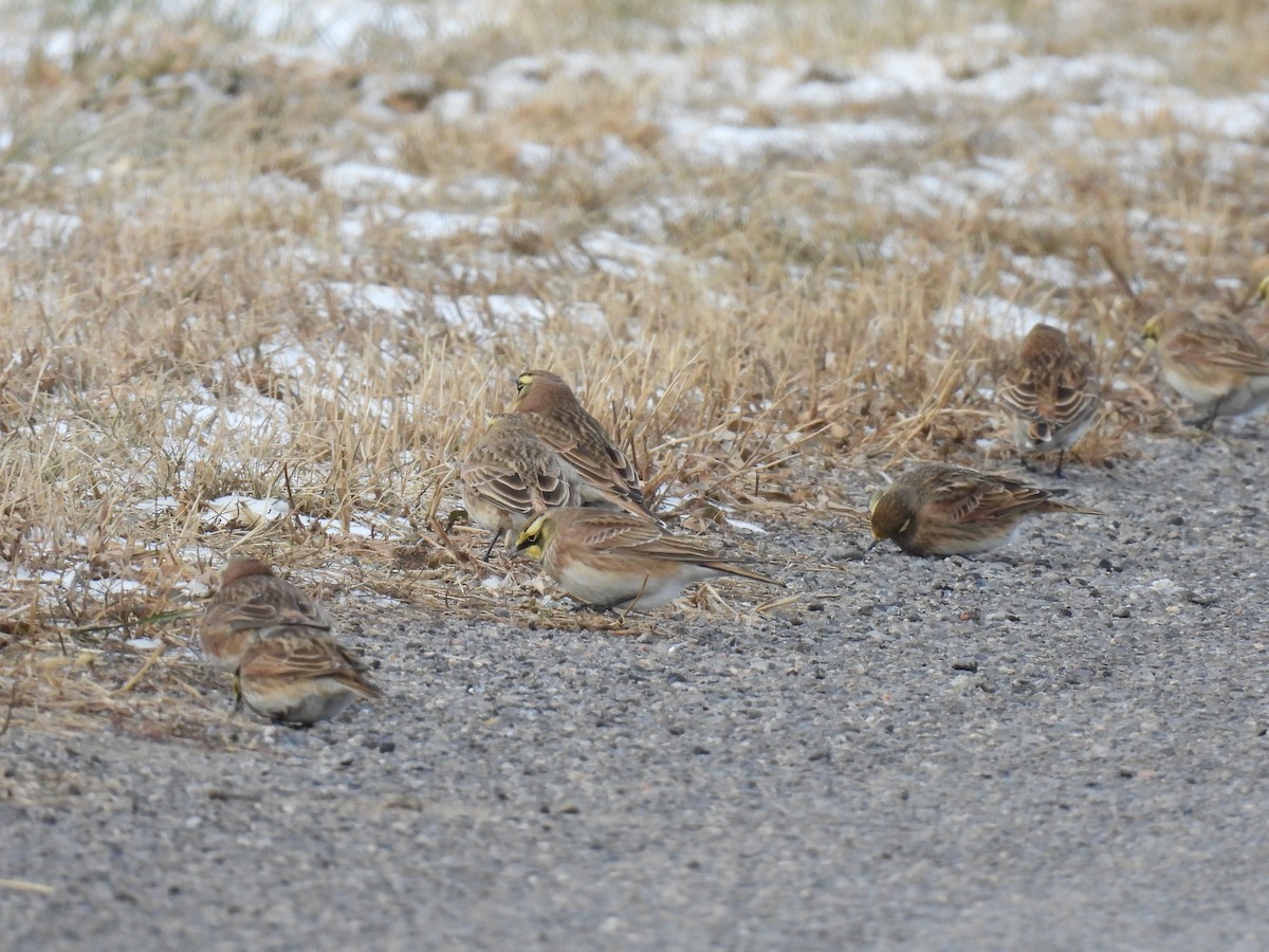 ハマヒバリ - ML647858056