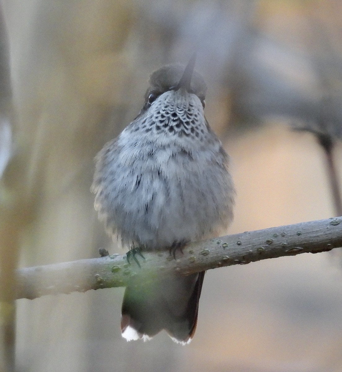 Ruby-throated Hummingbird - ML647858071