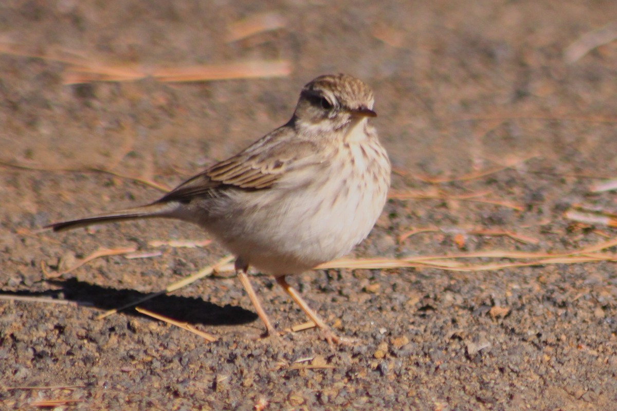 Berthelot's Pipit - ML647858075