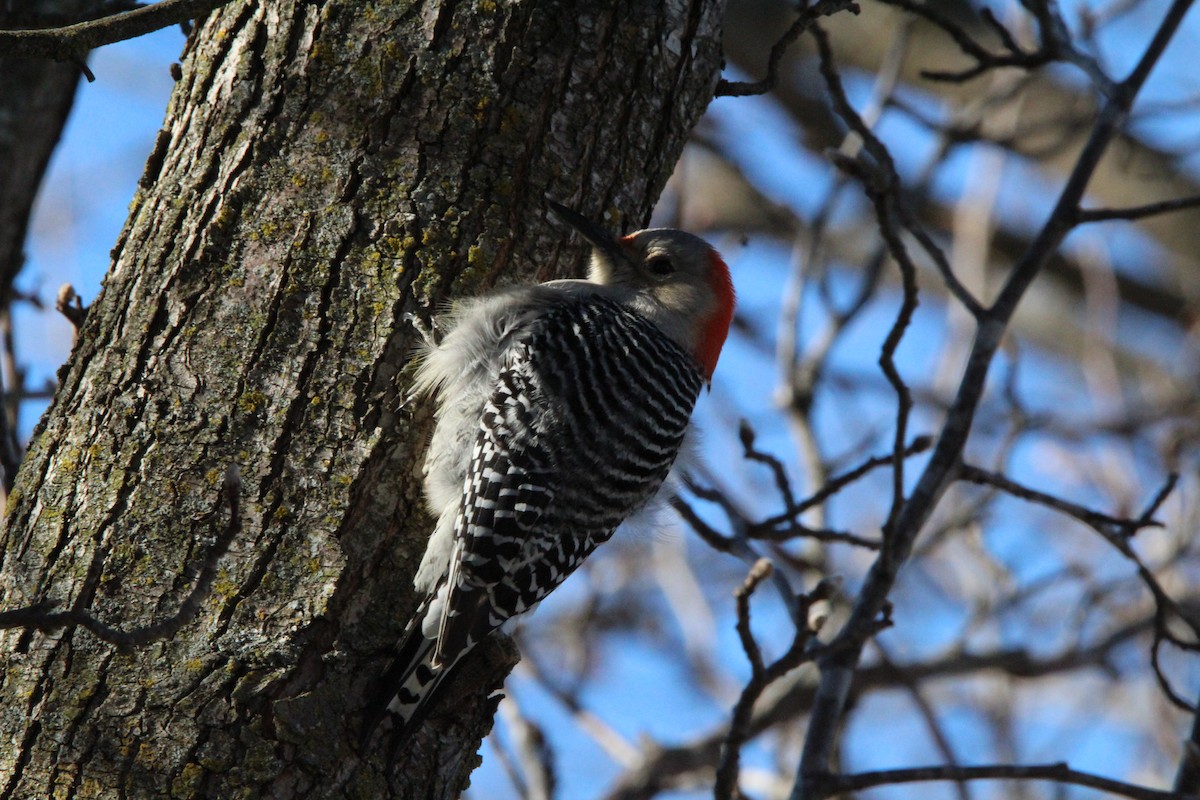 シマセゲラ - ML647858076