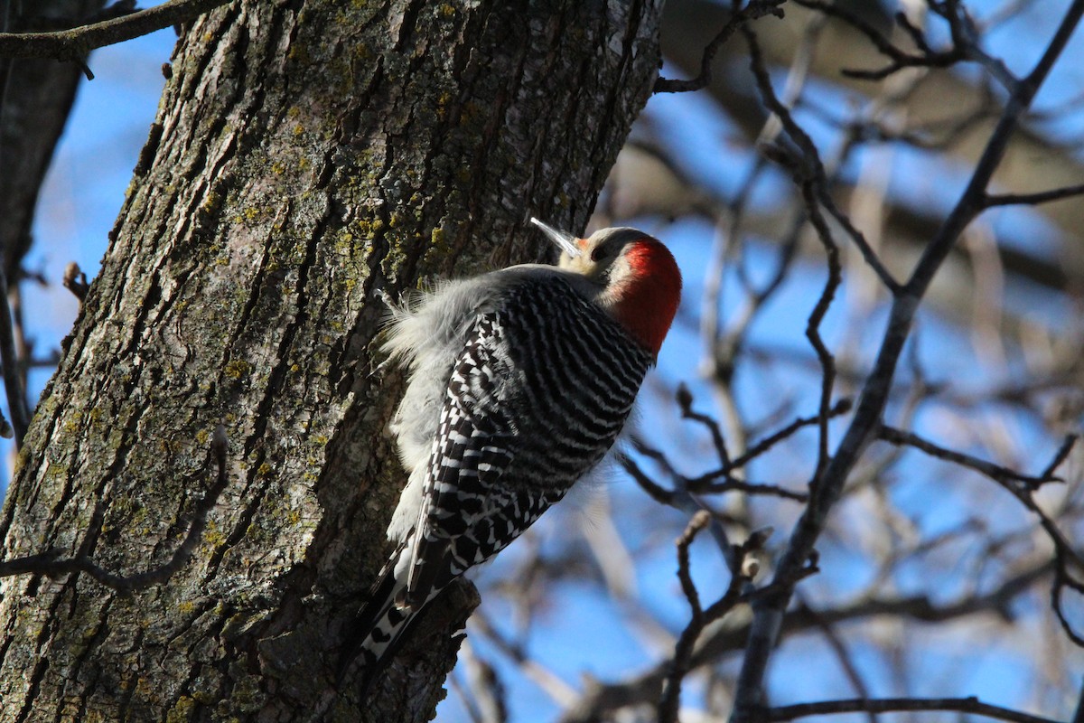 シマセゲラ - ML647858077