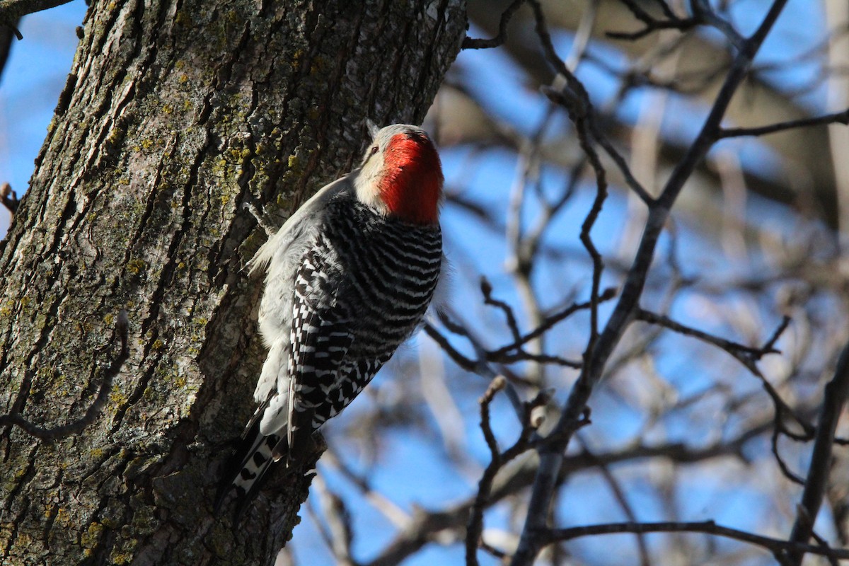 シマセゲラ - ML647858078