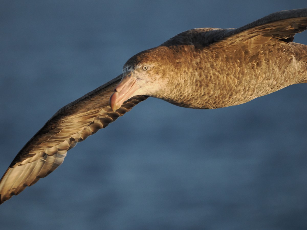 Буревісник велетенський - ML647858104