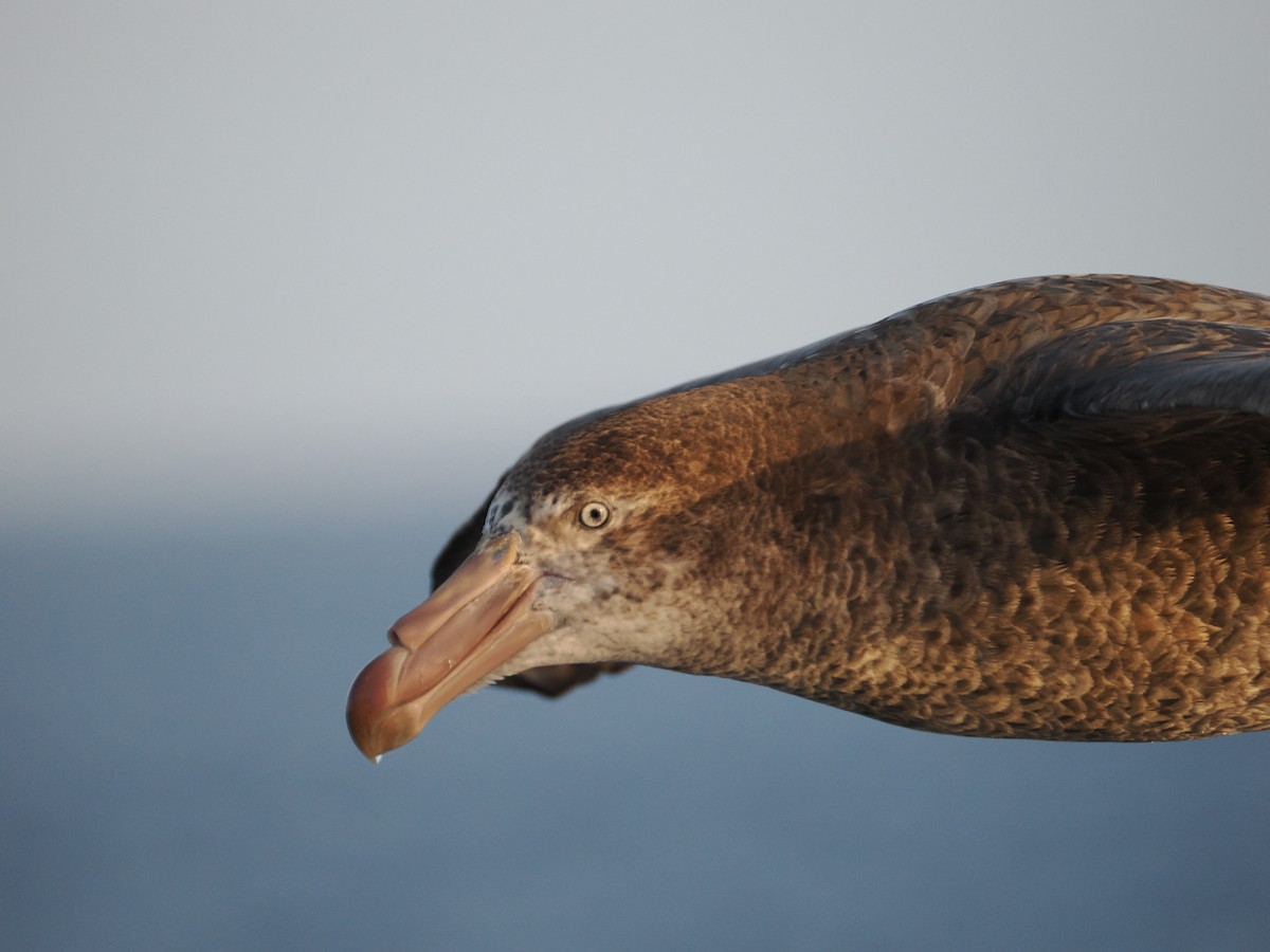Буревісник велетенський - ML647858109