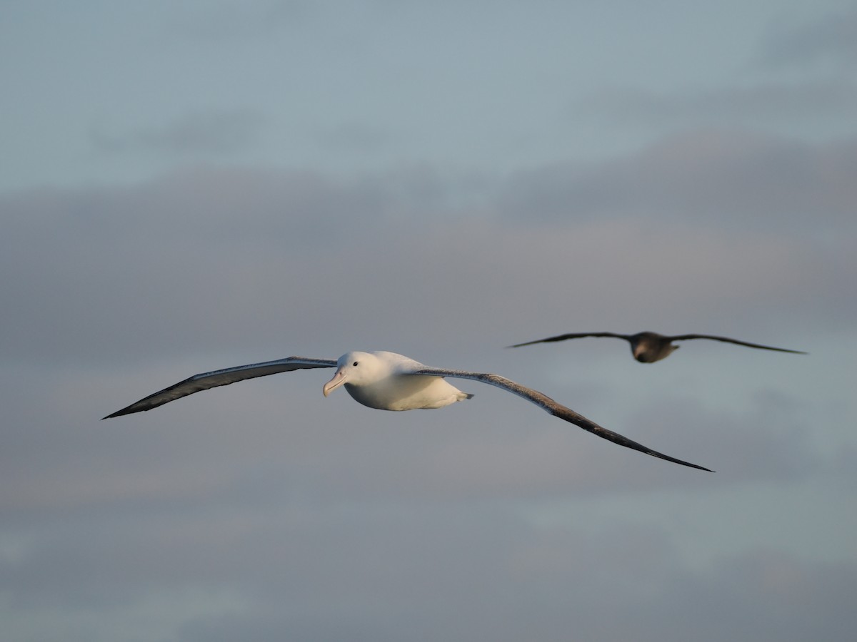 Альбатрос королівський південний - ML647858132