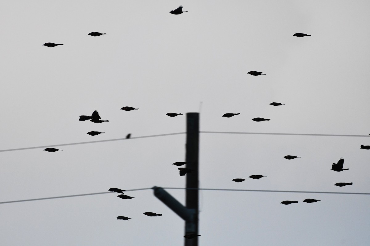 Red-winged Blackbird (Red-winged) - ML647858133