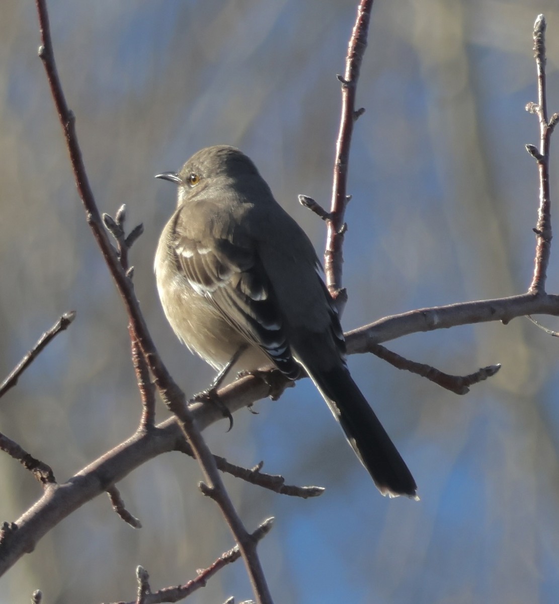 Northern Mockingbird - ML647858134