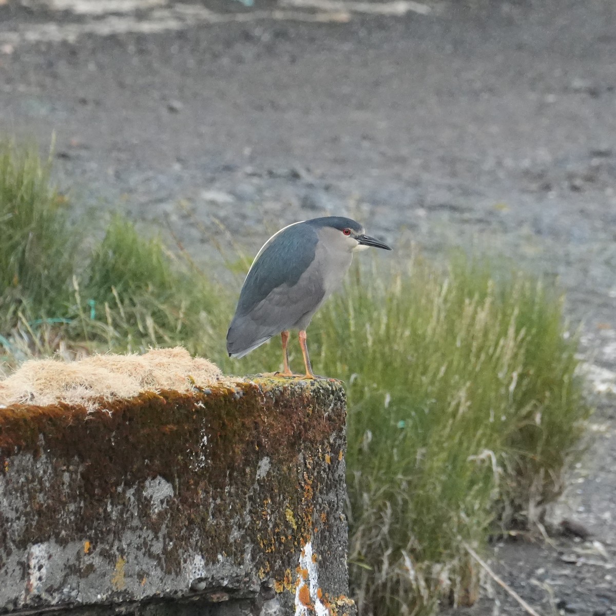 夜鷺 - ML647858138