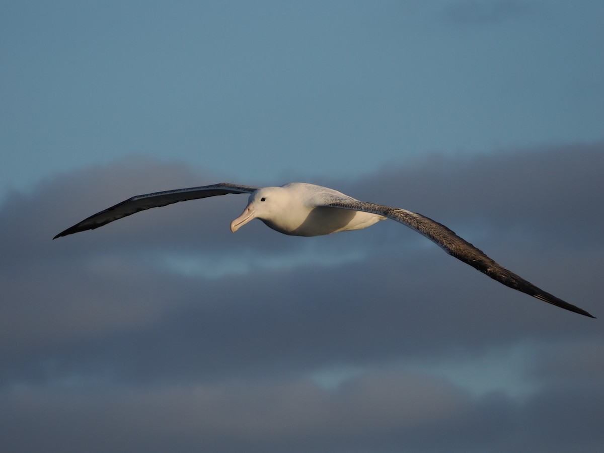 Альбатрос королівський південний - ML647858140