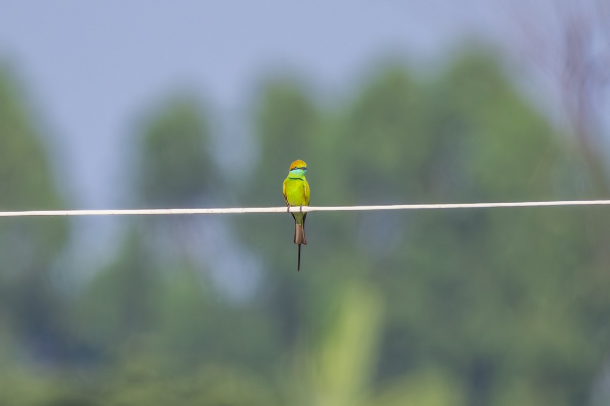 Asian Green Bee-eater - ML647858142