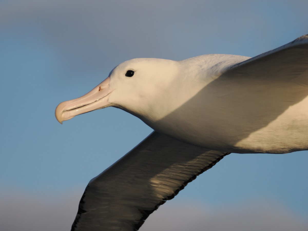 Альбатрос королівський південний - ML647858143