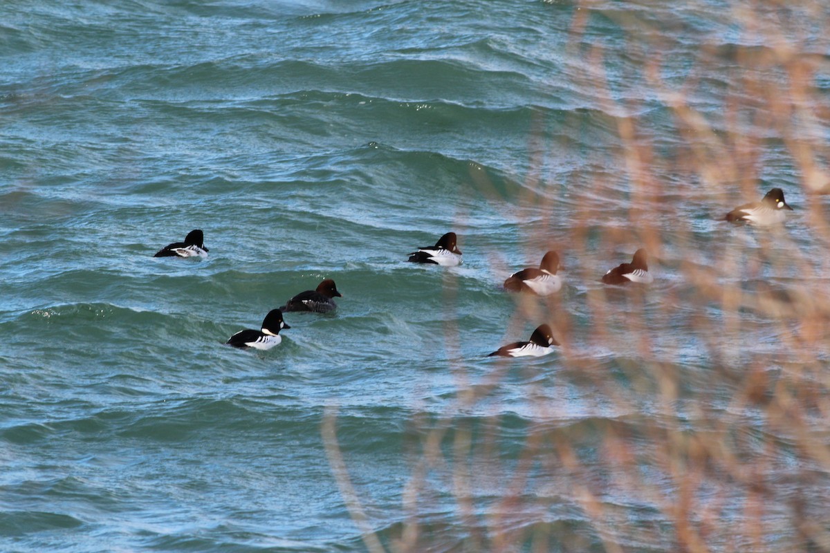 鵲鴨 - ML647858144