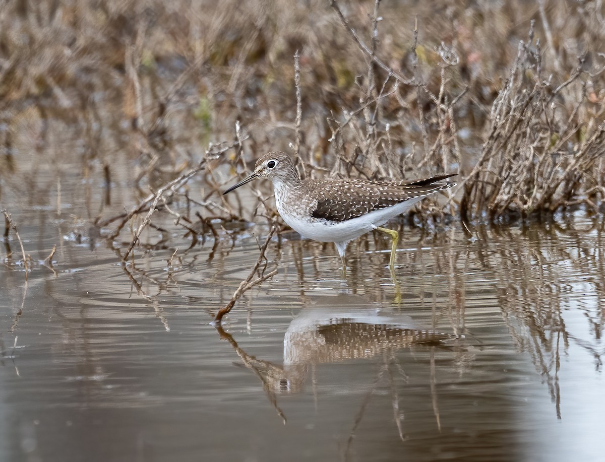 コシグロクサシギ - ML647858145