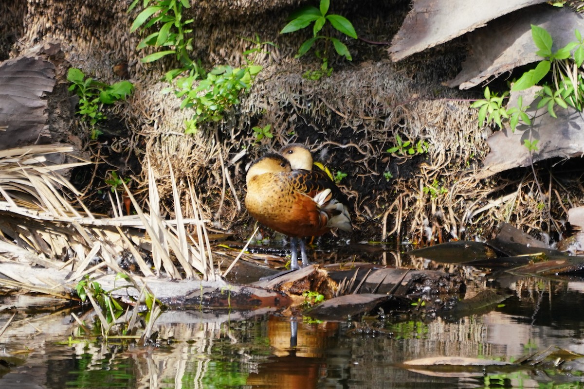 Wandering Whistling-Duck - ML647858150