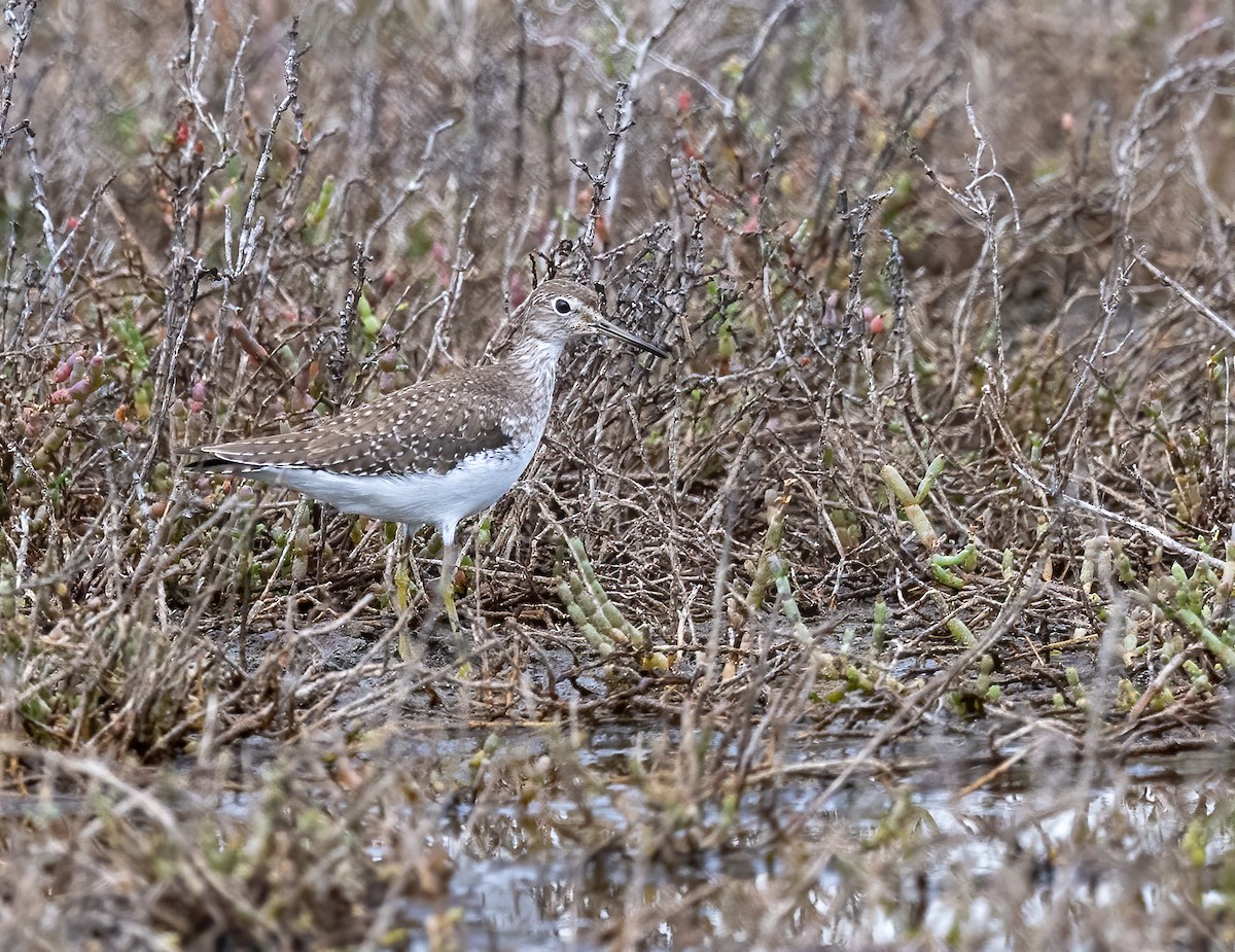 コシグロクサシギ - ML647858151