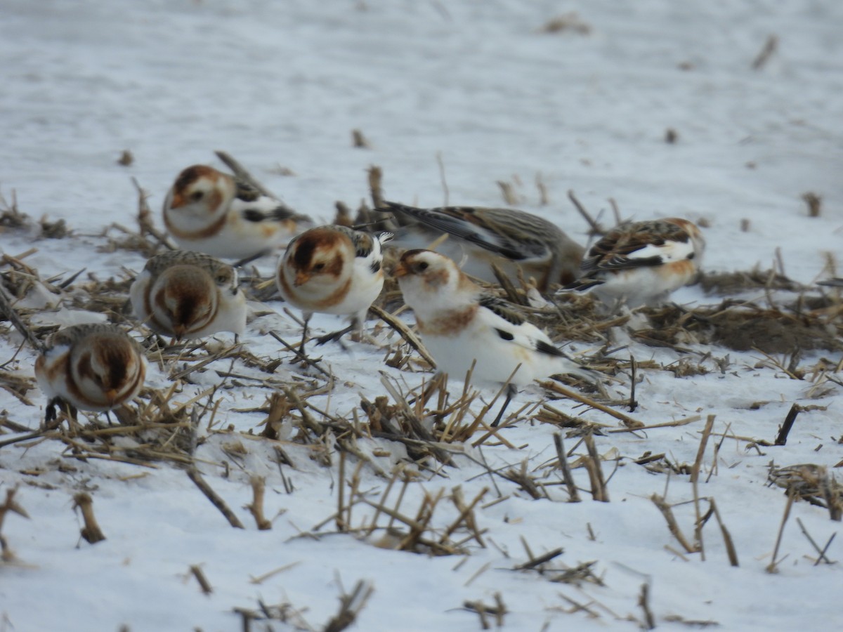 雪鵐 - ML647858153