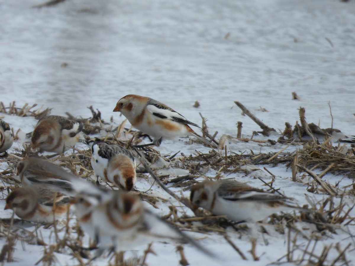 雪鵐 - ML647858154