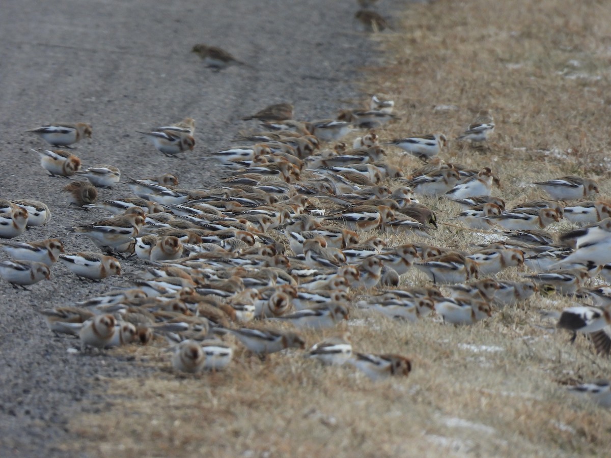 雪鵐 - ML647858155